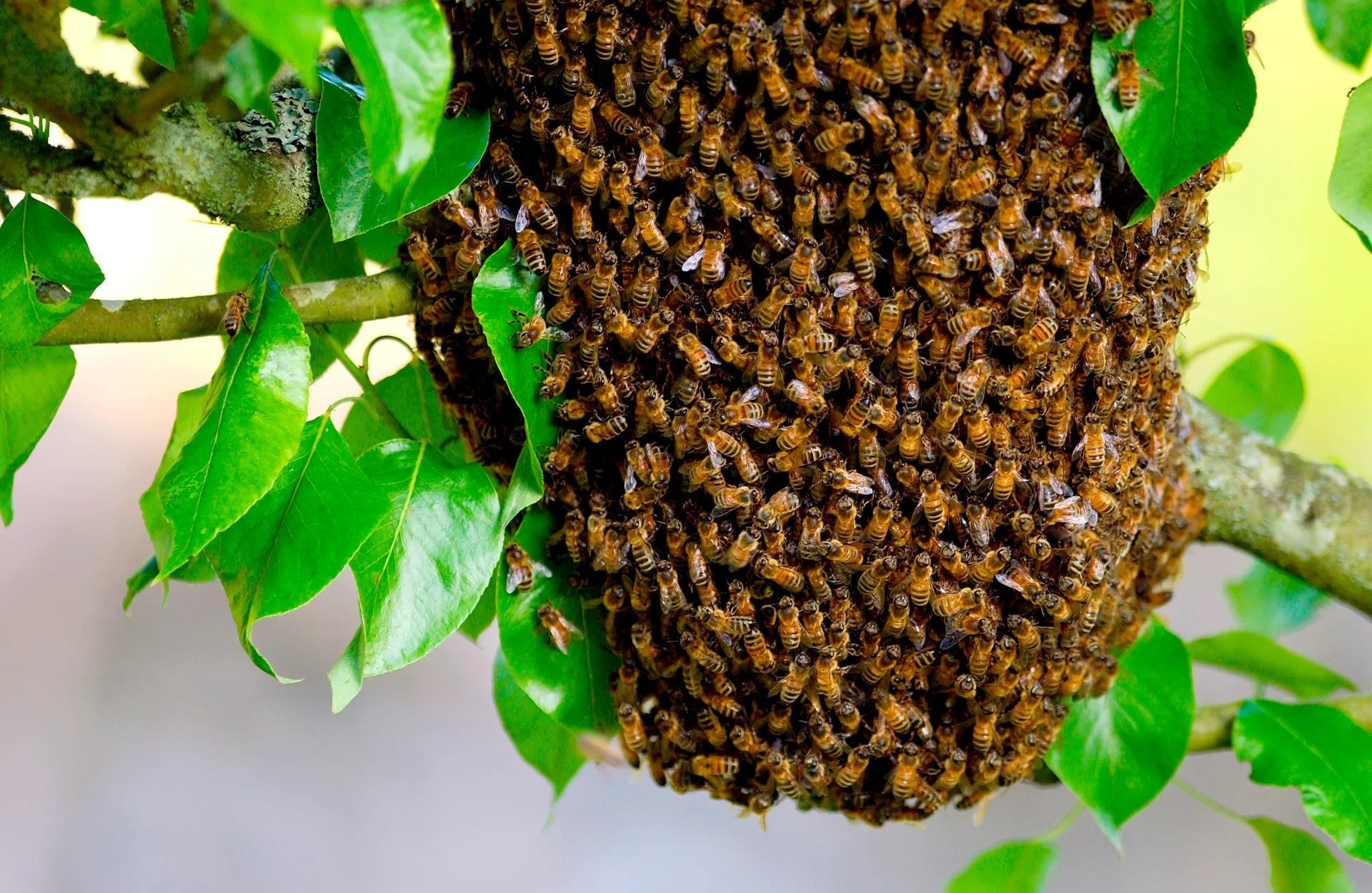 Honeybee Swarms 101 What you need to know Beesphere