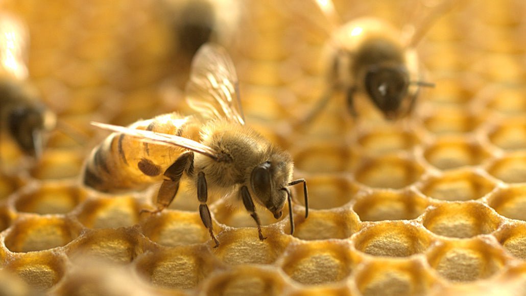 What would happen if bees disappeared? – Beesphere