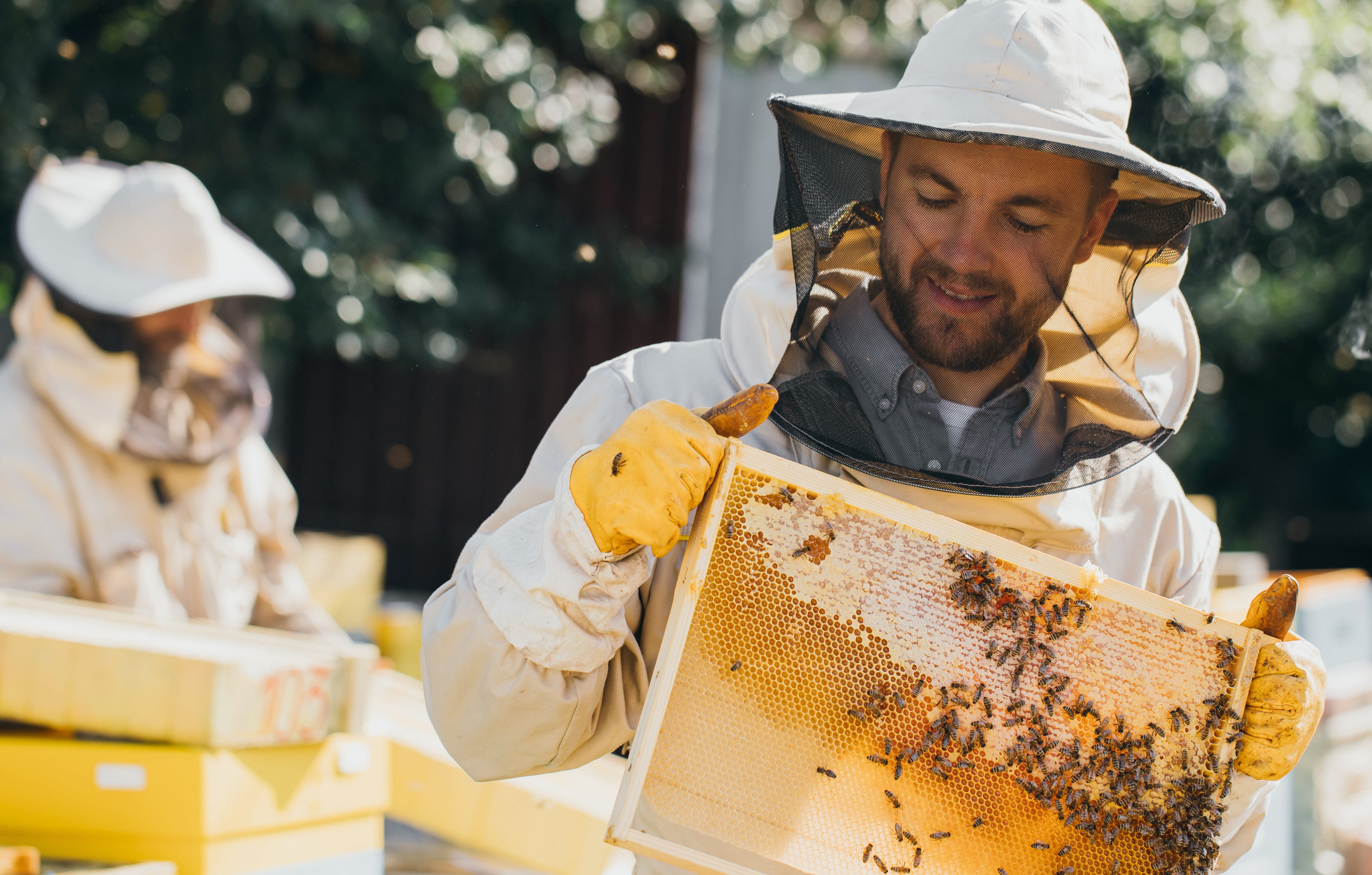 Beekeepers inspecting hives
