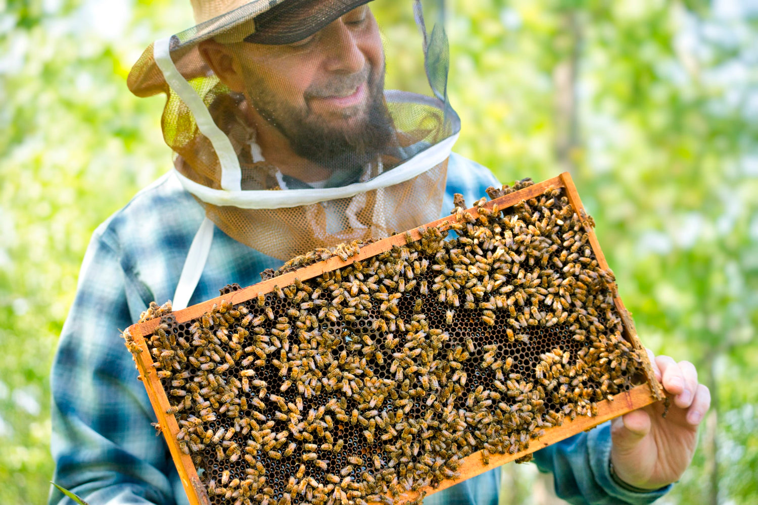 Mike Banker holding frame of bees