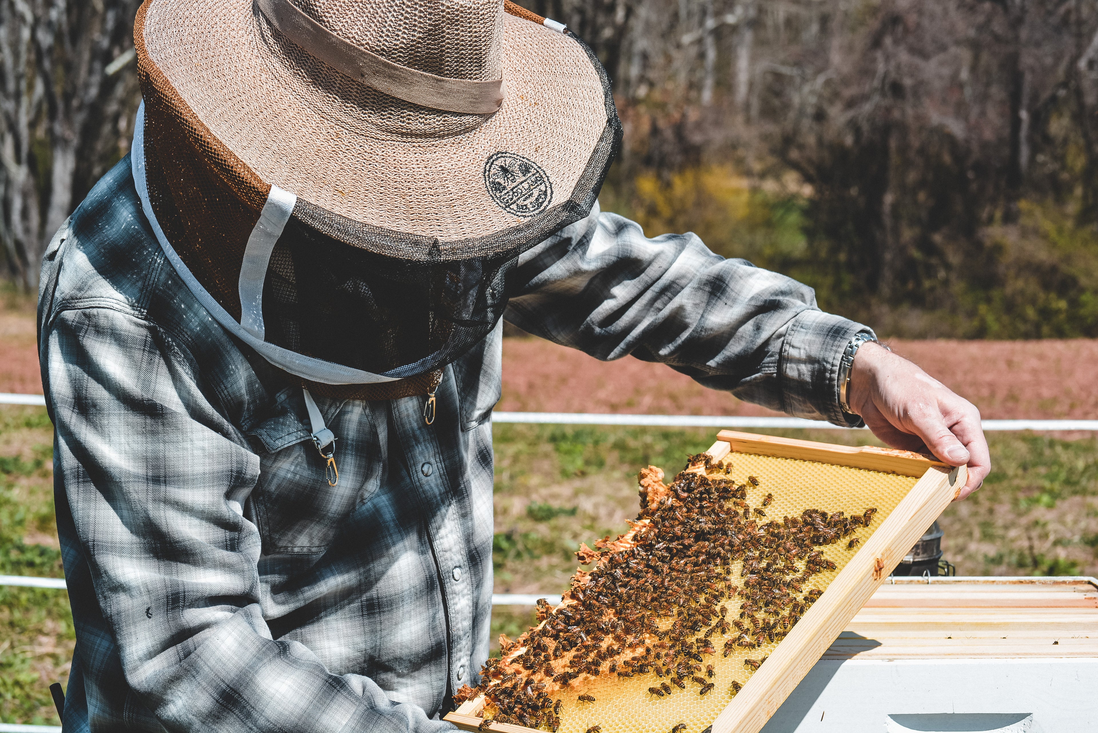 Beekeeper inspecting a frame