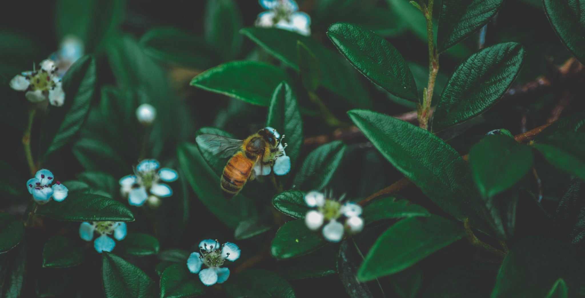 Honeybee on a flower