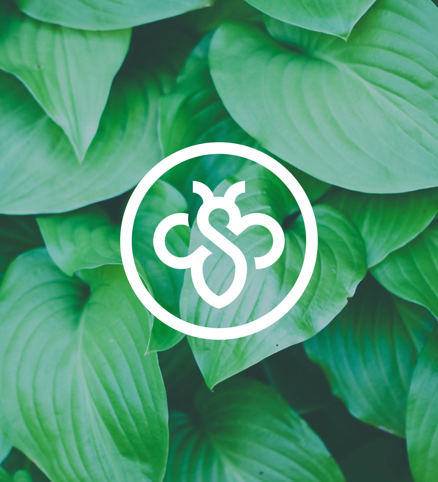 Beesphere logo on leaf background