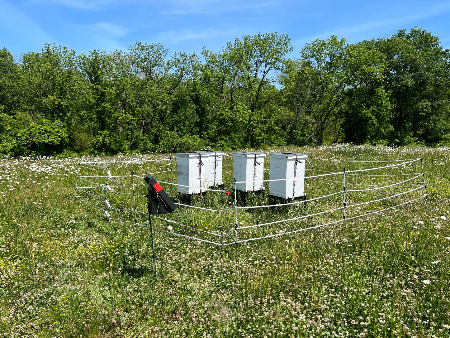 Beehive Electric Bear Fence