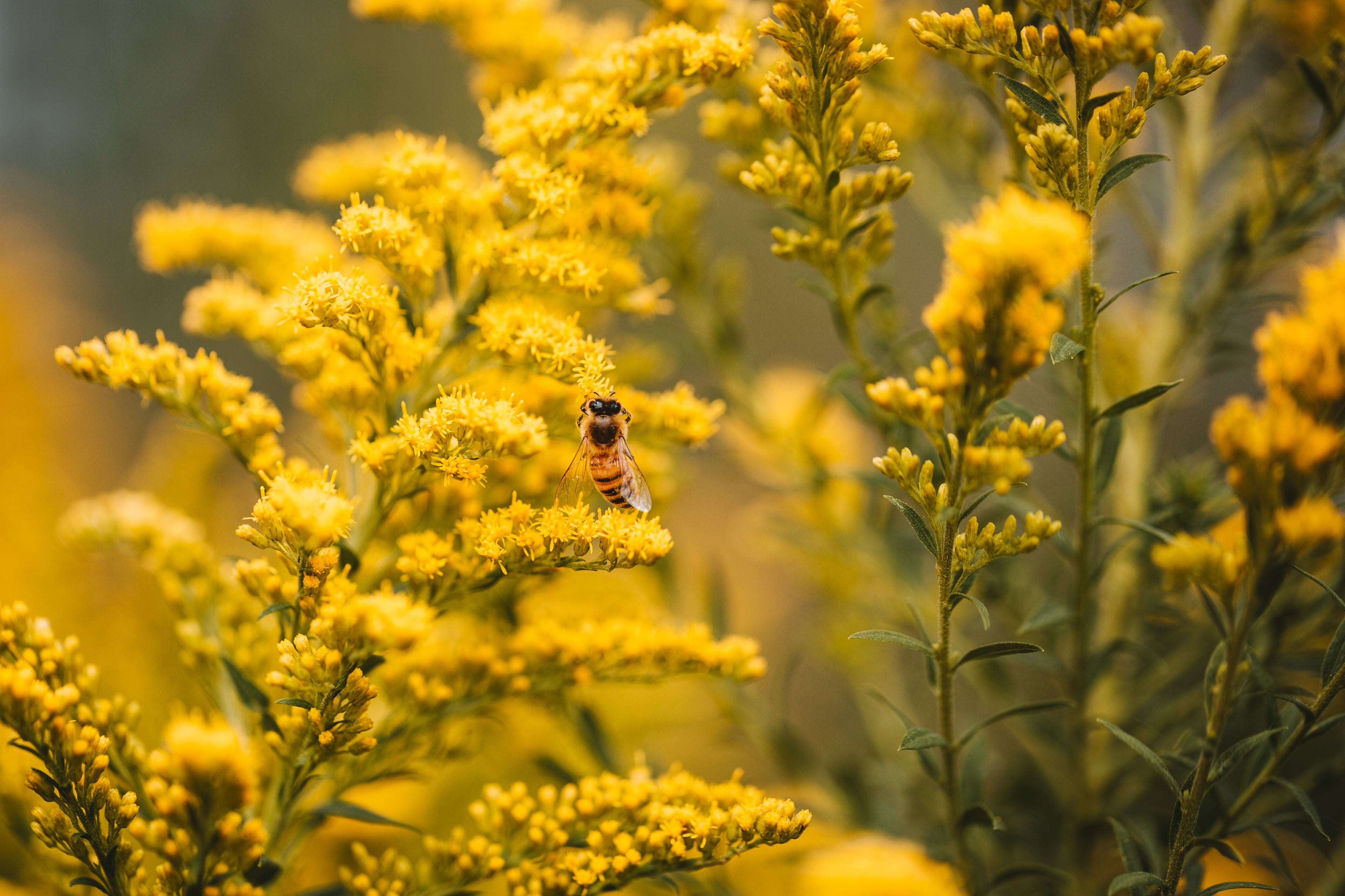 Bees on yellow flowers