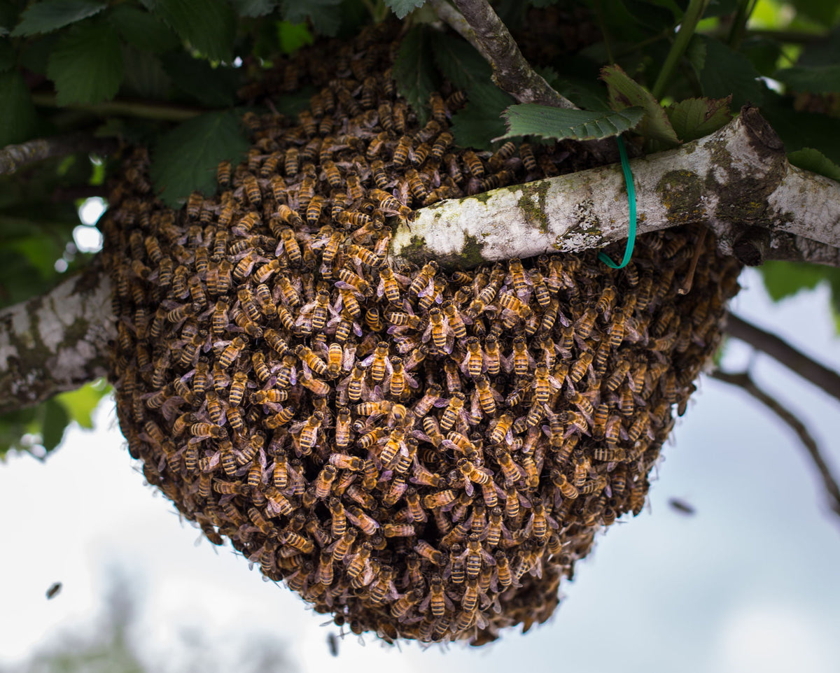 Honey Bee Swarm Collection & Removal Services | Beesphere