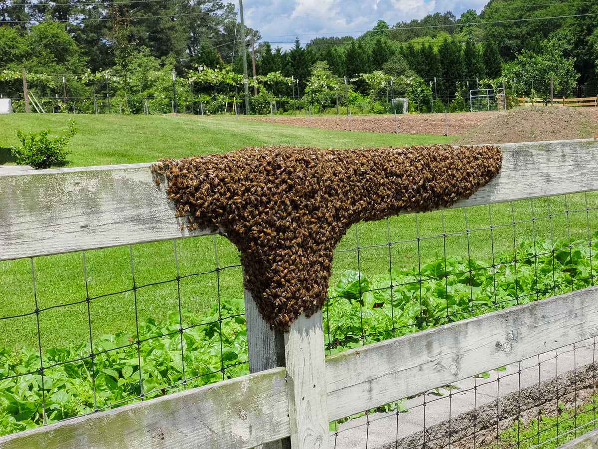 Honey Bee Swarm Collection & Removal Services | Beesphere